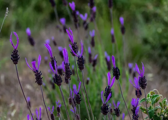 Hotel Hotel Miranda Do Douro 2*